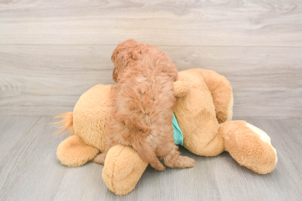 Meet Kaiser - our Cavapoo Puppy Photo  3/3 - Seaside Pups Cavapoo Pup Being Cute