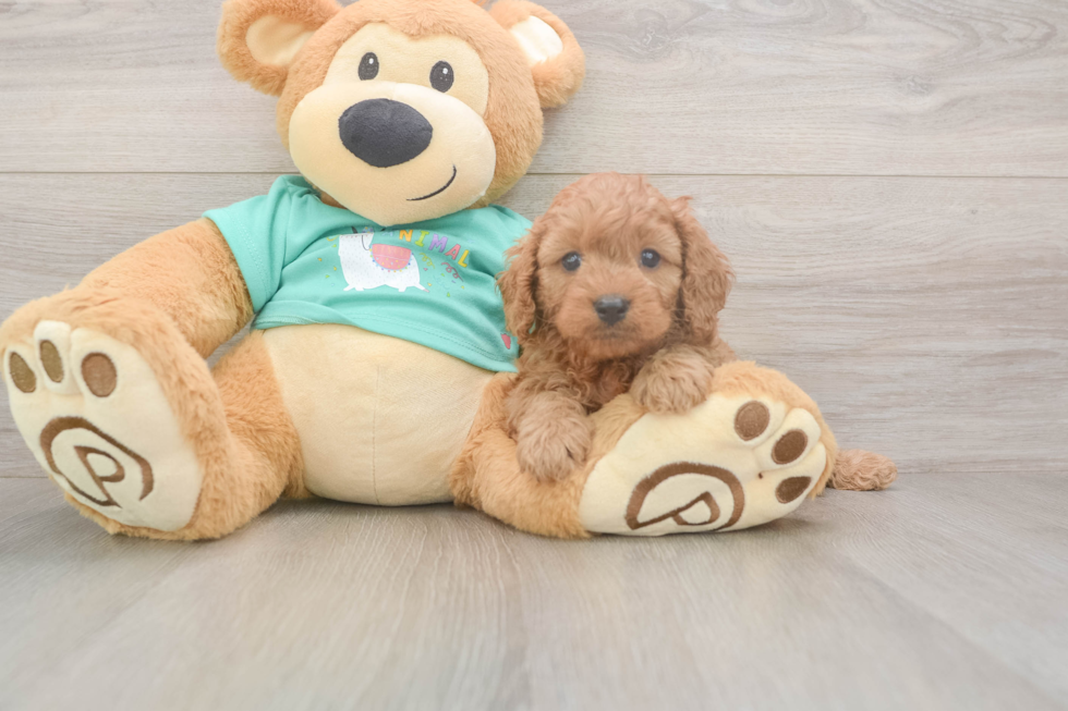 Meet Kaiser - our Cavapoo Puppy Photo  2/3 - Seaside Pups Cavapoo Pup Being Cute