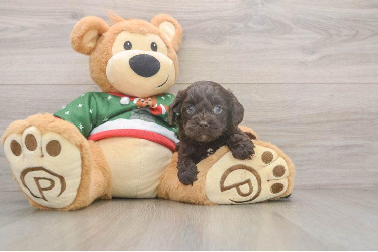 Cavapoo Puppy for Adoption