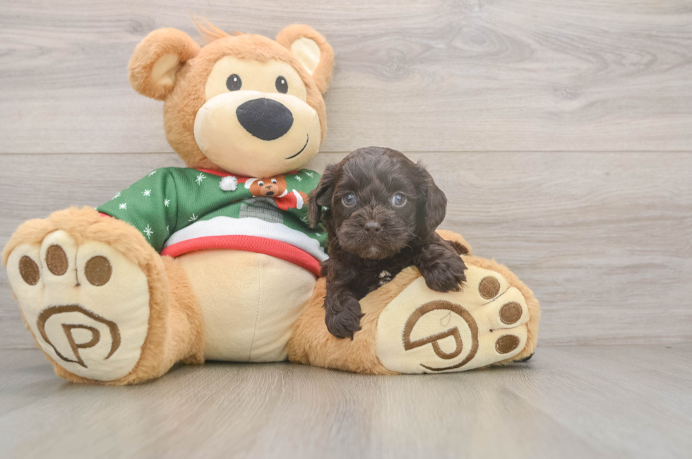 5 week old Cavapoo Puppy For Sale - Seaside Pups