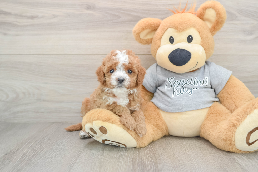 Cavapoo Puppy for Adoption