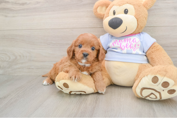 Cavapoo Pup Being Cute