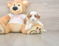 7 week old Cavapoo Puppy For Sale - Seaside Pups