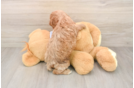 Adorable Cavalier King Charles Spaniel and Poodle Mix Poodle Mix Puppy