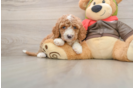 Hypoallergenic Cavadoodle Poodle Mix Puppy