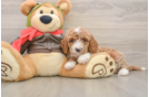 Cavapoo Puppy for Adoption