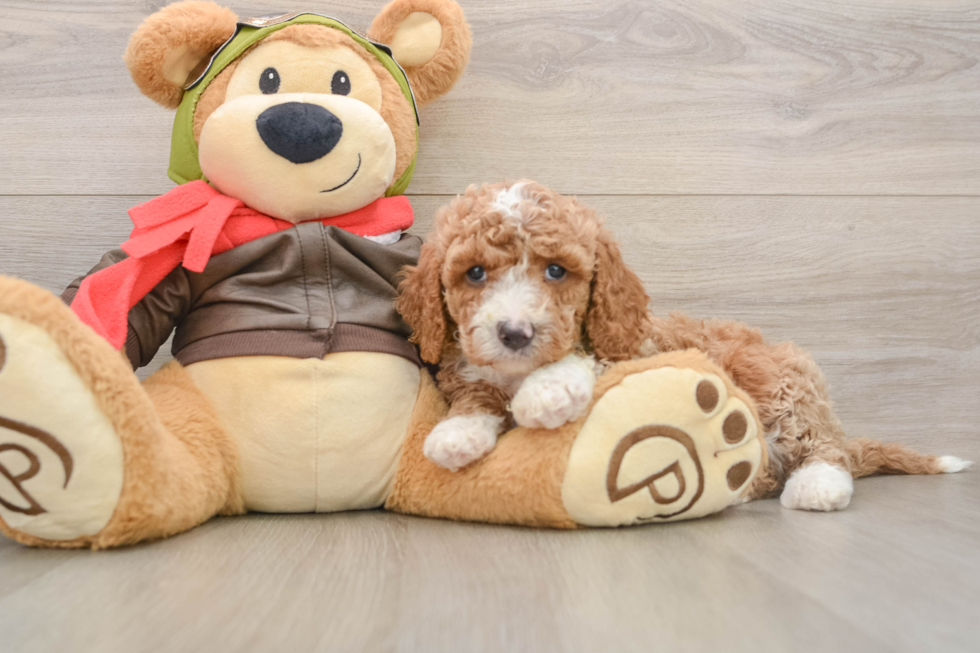 Cavapoo Puppy for Adoption