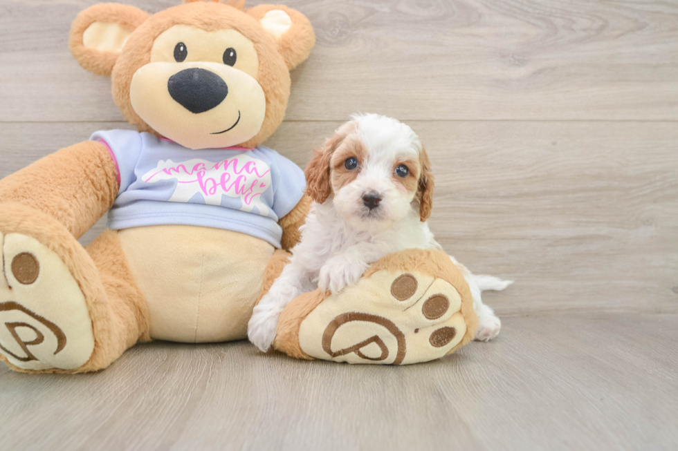 Cavapoo Pup Being Cute