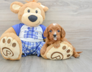 7 week old Cavapoo Puppy For Sale - Seaside Pups