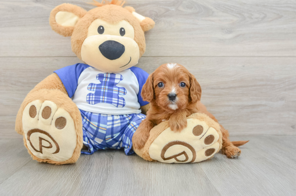 8 week old Cavapoo Puppy For Sale - Seaside Pups