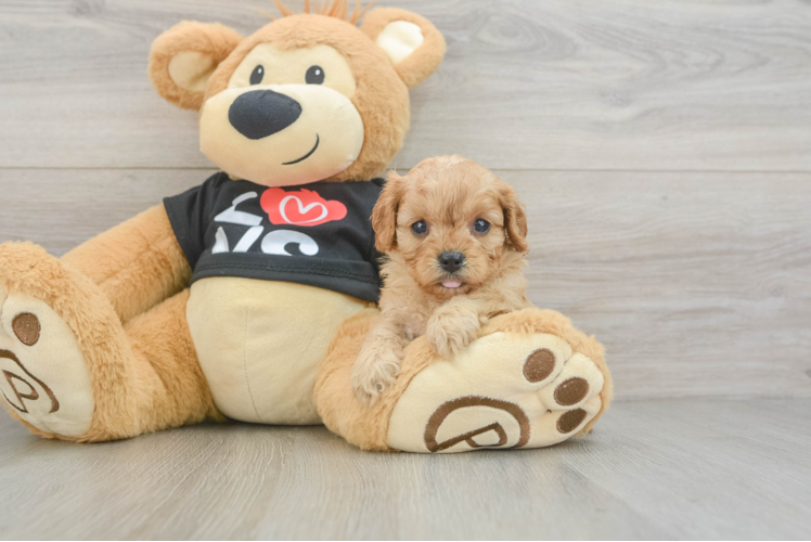 Cavapoo Pup Being Cute