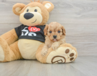 7 week old Cavapoo Puppy For Sale - Seaside Pups