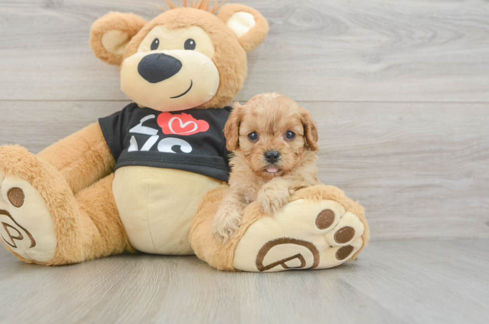 6 week old Cavapoo Puppy For Sale - Seaside Pups
