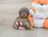 8 week old Cavapoo Puppy For Sale - Seaside Pups
