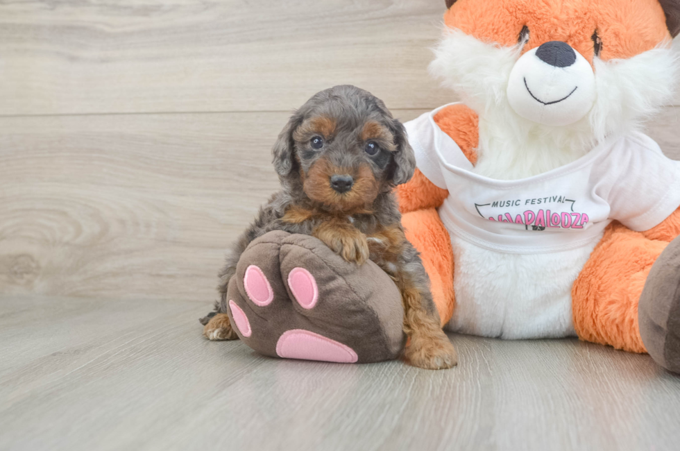 5 week old Cavapoo Puppy For Sale - Seaside Pups