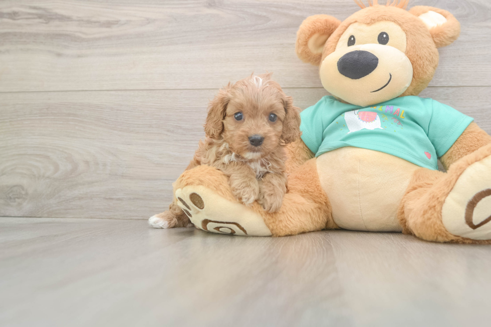 Meet Kandace - our Cavapoo Puppy Photo  2/3 - Seaside Pups Cavapoo Puppy for Adoption
