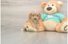 Meet Kandace - our Cavapoo Puppy Photo  2/3 - Seaside Pups Cavapoo Puppy for Adoption