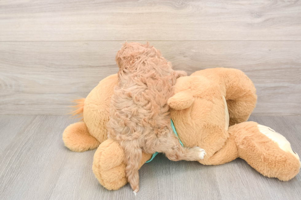 Meet Kandace - our Cavapoo Puppy Photo  3/3 - Seaside Pups Best Cavapoo Baby