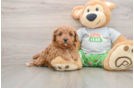 Hypoallergenic Cavadoodle Poodle Mix Puppy