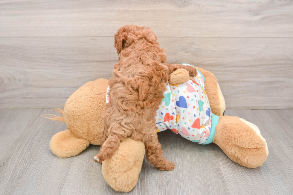 Little Cavipoo Poodle Mix Puppy