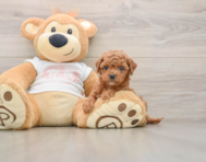 7 week old Cavapoo Puppy For Sale - Seaside Pups