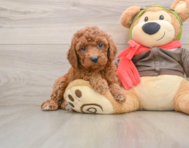 8 week old Cavapoo Puppy For Sale - Seaside Pups
