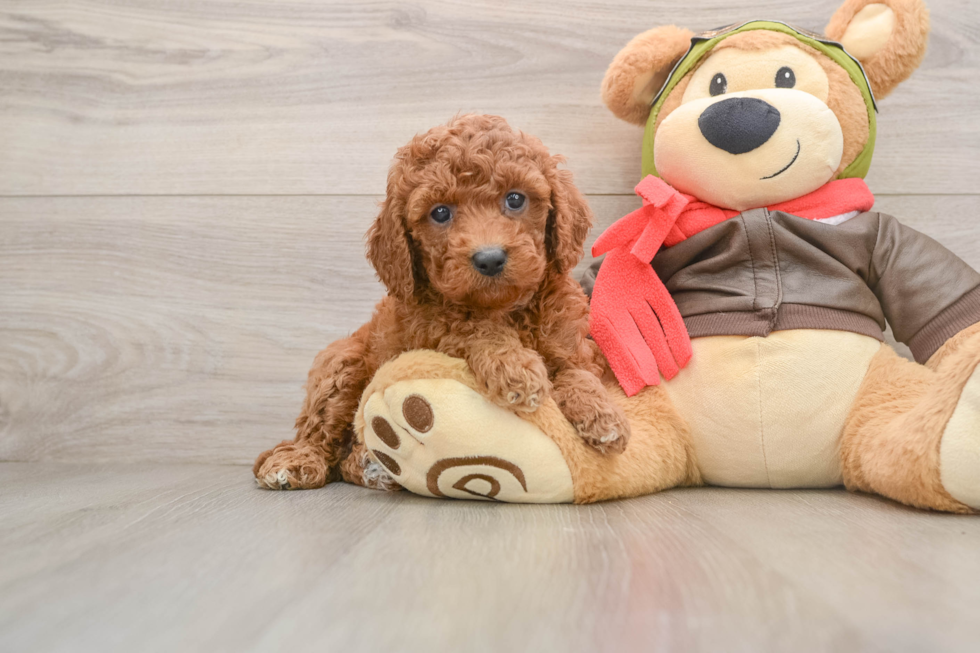 Small Cavapoo Baby