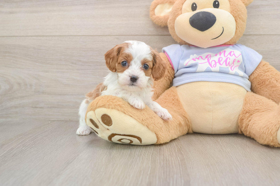 Adorable Cavalier King Charles Spaniel and Poodle Mix Poodle Mix Puppy