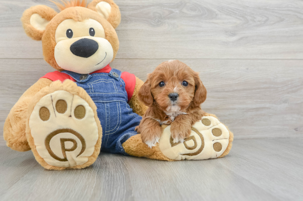 7 week old Cavapoo Puppy For Sale - Seaside Pups