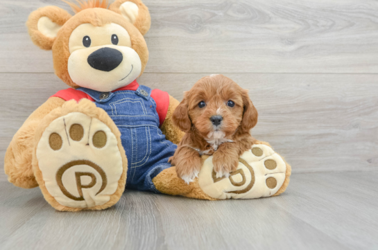 Cavapoo Puppy for Adoption