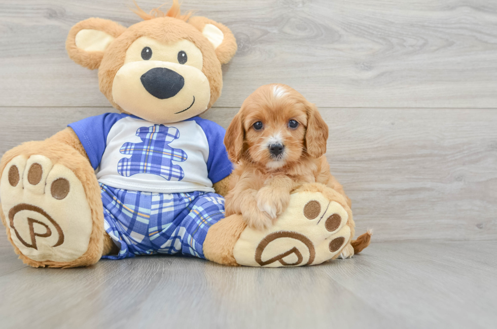 9 week old Cavapoo Puppy For Sale - Seaside Pups