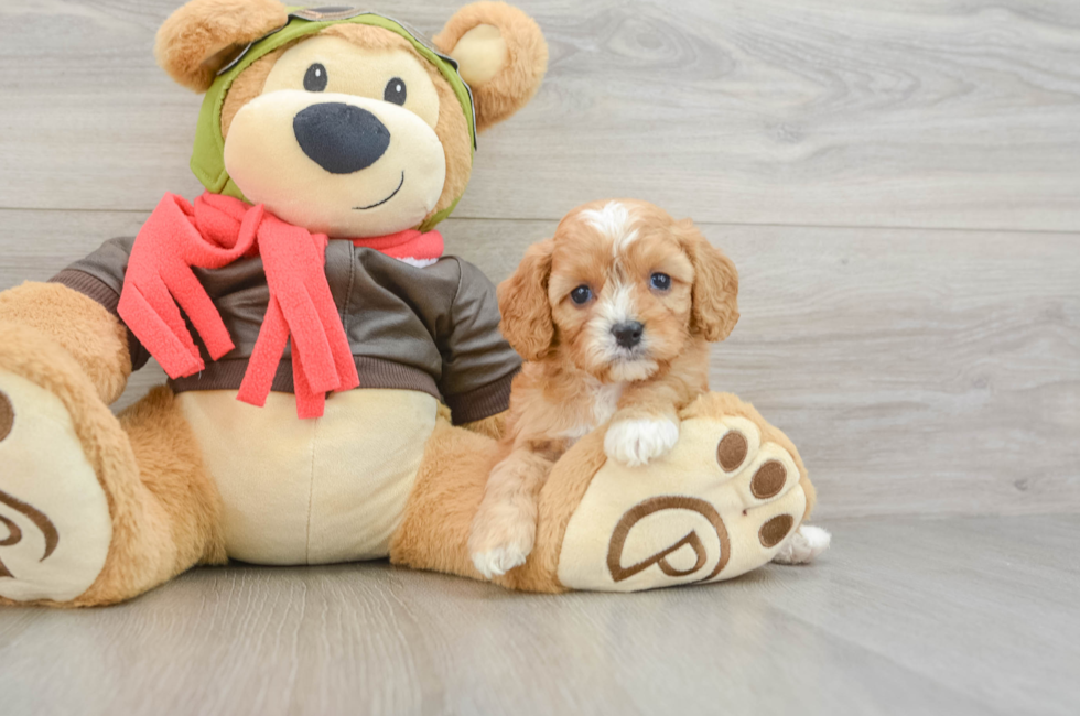 6 week old Cavapoo Puppy For Sale - Seaside Pups