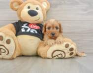 7 week old Cavapoo Puppy For Sale - Seaside Pups
