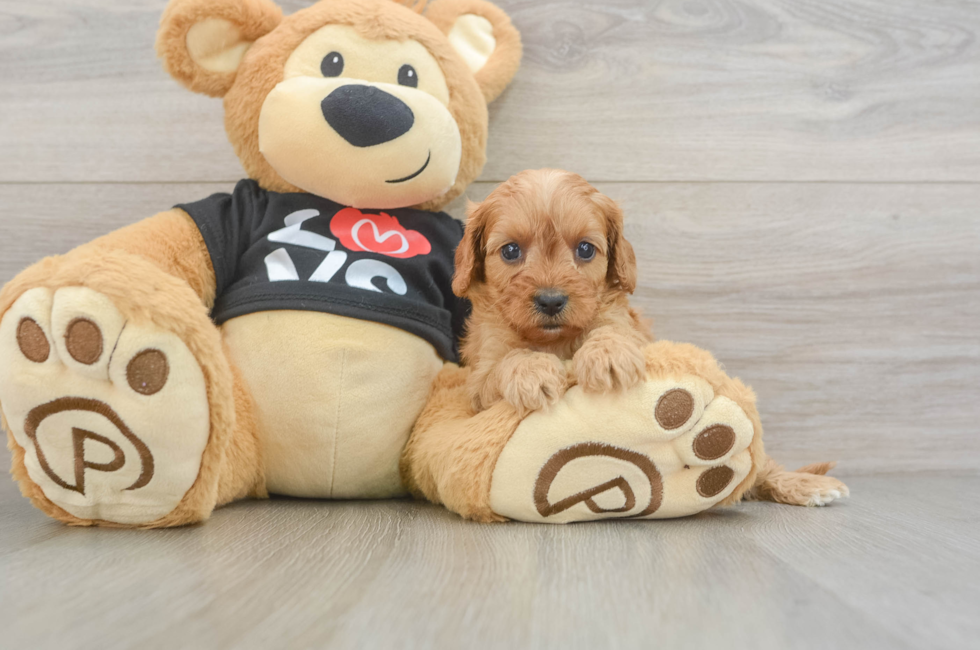 6 week old Cavapoo Puppy For Sale - Seaside Pups