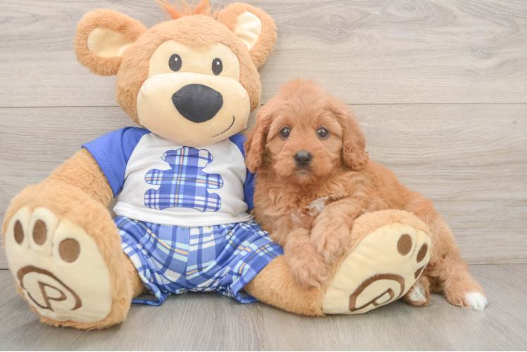 Best Cavapoo Baby