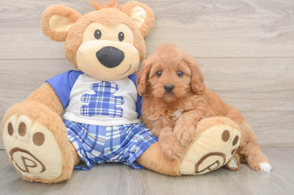5 week old Cavapoo Puppy For Sale - Seaside Pups