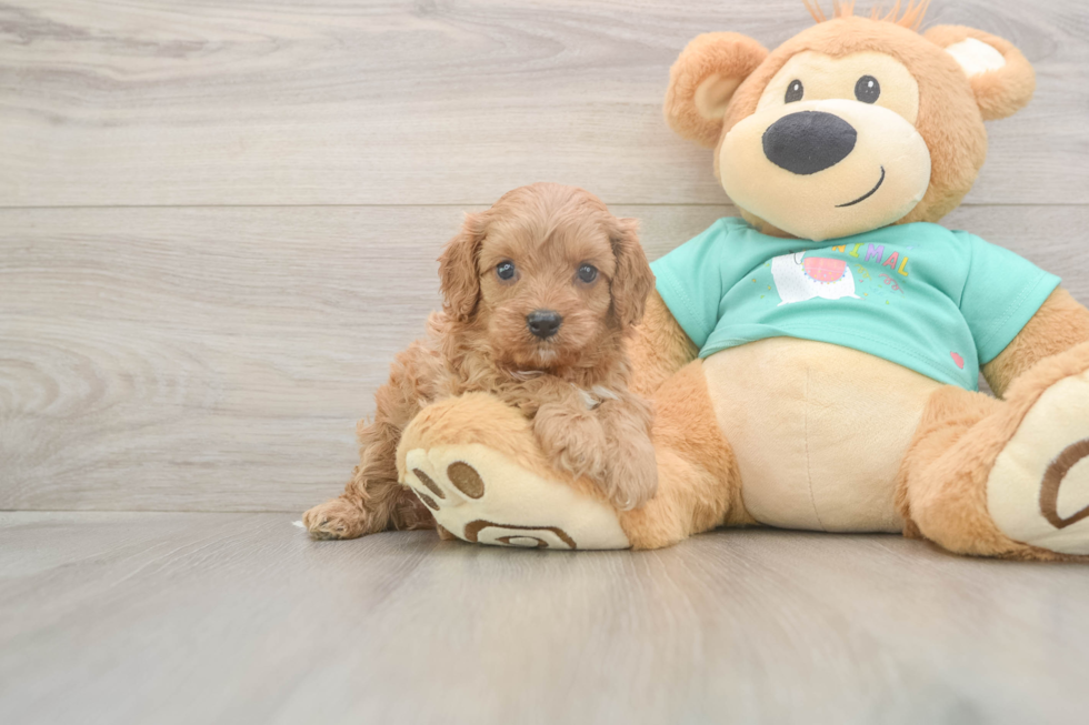 Meet Karmel - our Cavapoo Puppy Photo  2/3 - Seaside Pups Petite Cavapoo Poodle Mix Pup