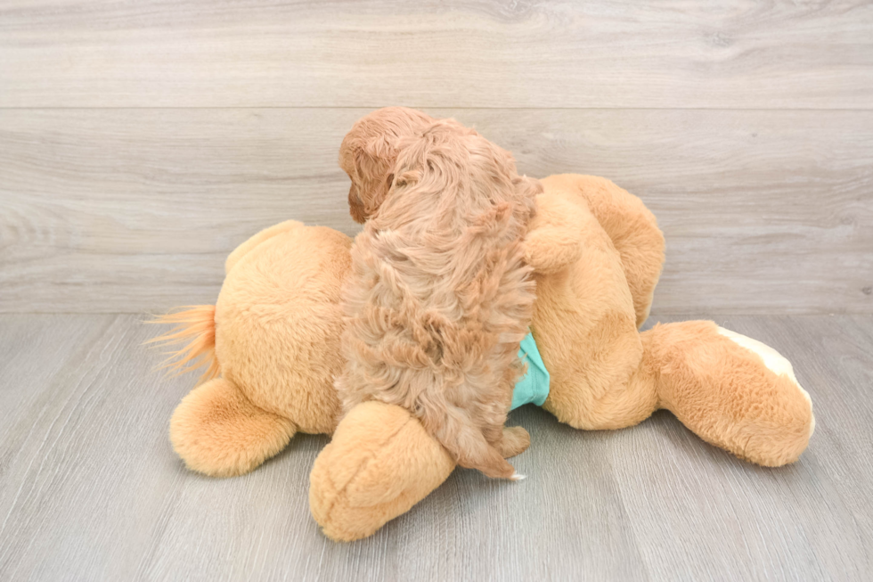 Meet Karmel - our Cavapoo Puppy Photo  3/3 - Seaside Pups Funny Cavapoo Poodle Mix Pup