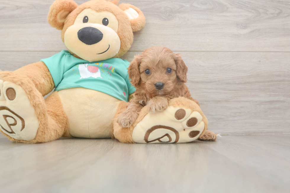 Meet Karmel - our Cavapoo Puppy Photo  1/3 - Seaside Pups Cavapoo Puppy for Adoption