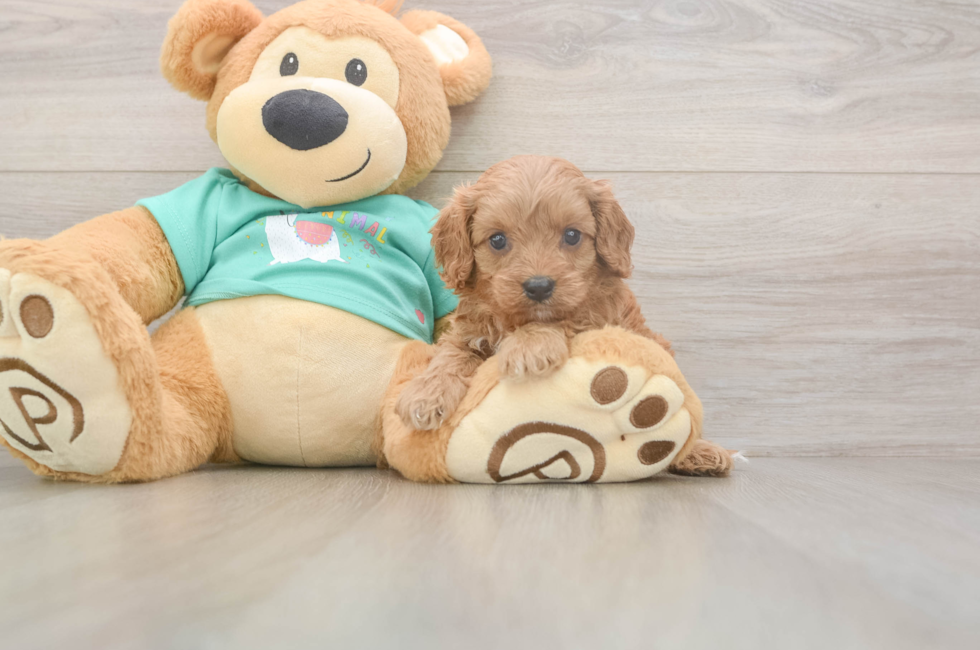 5 week old Cavapoo Puppy For Sale - Seaside Pups