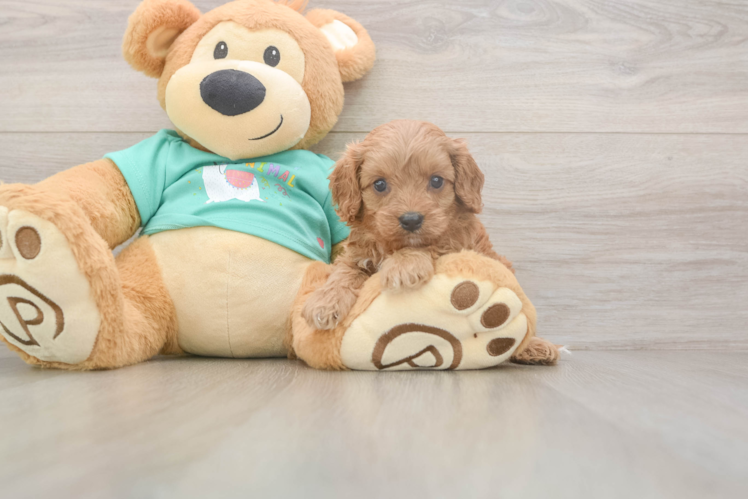 Meet Karmel - our Cavapoo Puppy Photo  1/3 - Seaside Pups Cavapoo Puppy for Adoption