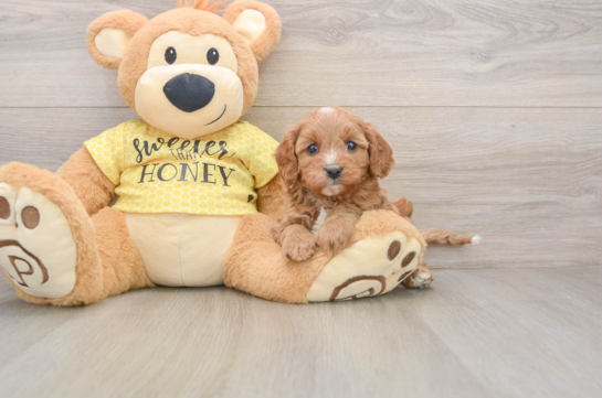 Cavapoo Pup Being Cute