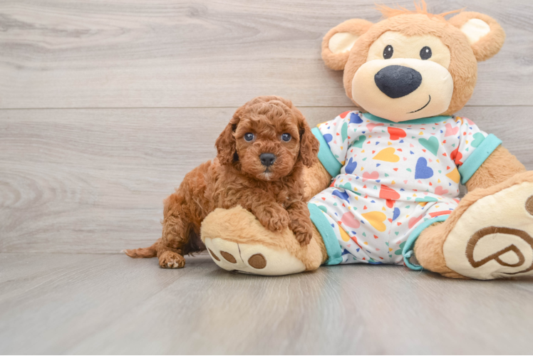 Cavapoo Pup Being Cute