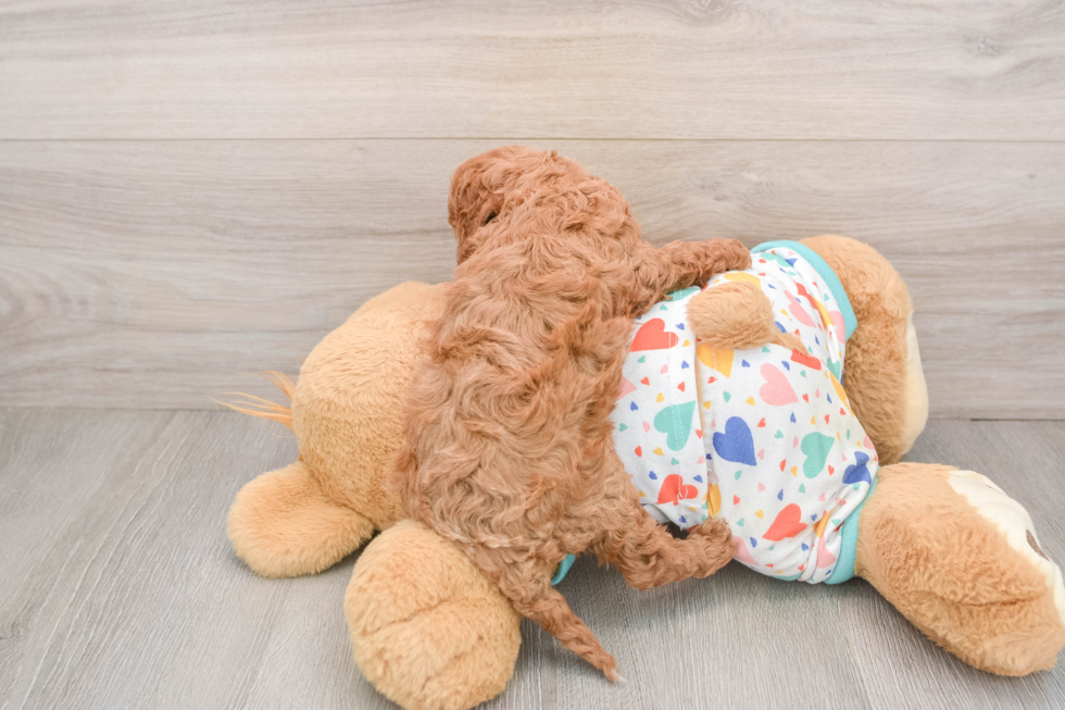 Popular Cavapoo Poodle Mix Pup