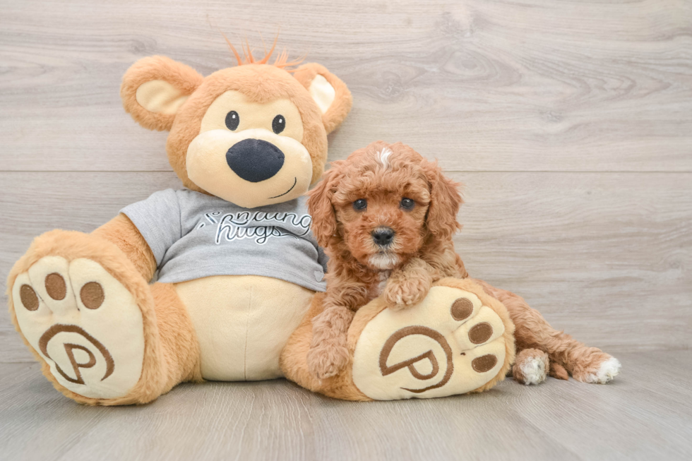 Smart Cavapoo Poodle Mix Pup