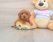 8 week old Cavapoo Puppy For Sale - Seaside Pups