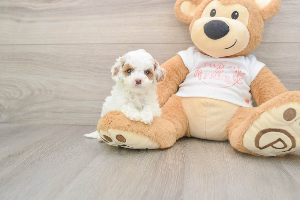 Adorable Cavalier King Charles Spaniel and Poodle Mix Poodle Mix Puppy