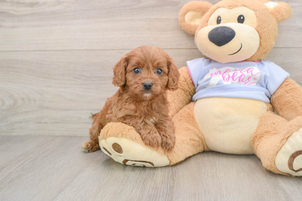 Cute Cavapoo Baby