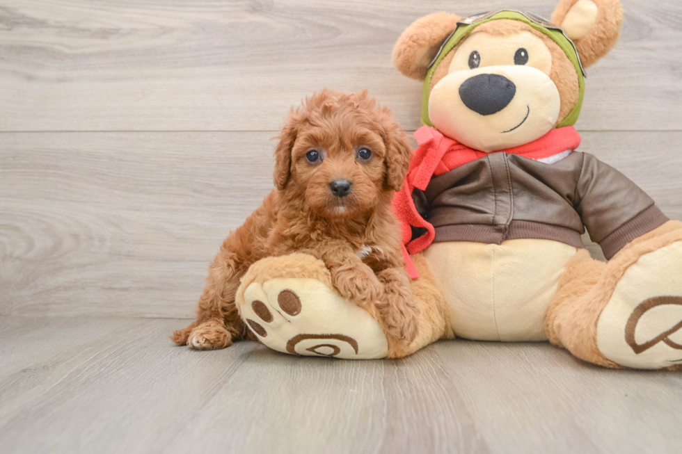 Petite Cavapoo Poodle Mix Pup