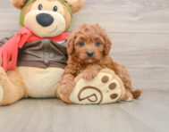 8 week old Cavapoo Puppy For Sale - Seaside Pups
